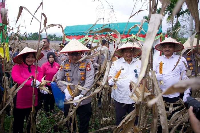 Plt Sekda Aceh Besar, Bahrul Jamil, SSos MSi, sedang memanen jagung di Gampong (desa-red) Alue Rindang, Kecamatan Seulimuem, Kabupaten Aceh Besar, Rabu (26/2/2025). Foto: Dok. MC Aceh Besar.